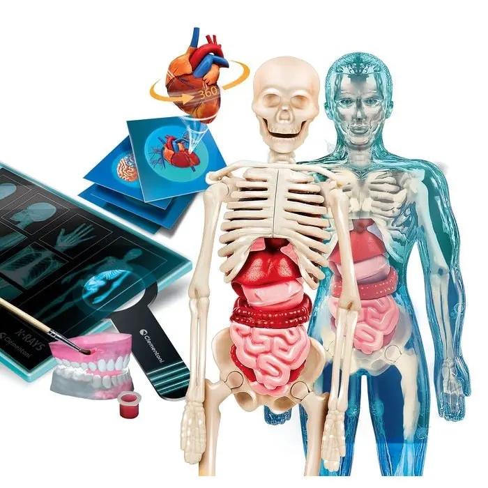 Clementoni Научен сет Science & Play Super Anatomy, модел на човечко тело