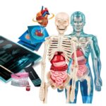 Clementoni Научен сет Science & Play Super Anatomy, модел на човечко тело