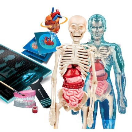 Clementoni Научен сет Science & Play Super Anatomy, модел на човечко тело