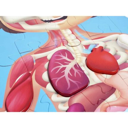 Hape Puzzle dyshemeje Trupi i njeriut Human Body Puzzle, 100 x 50 cm – foto 2